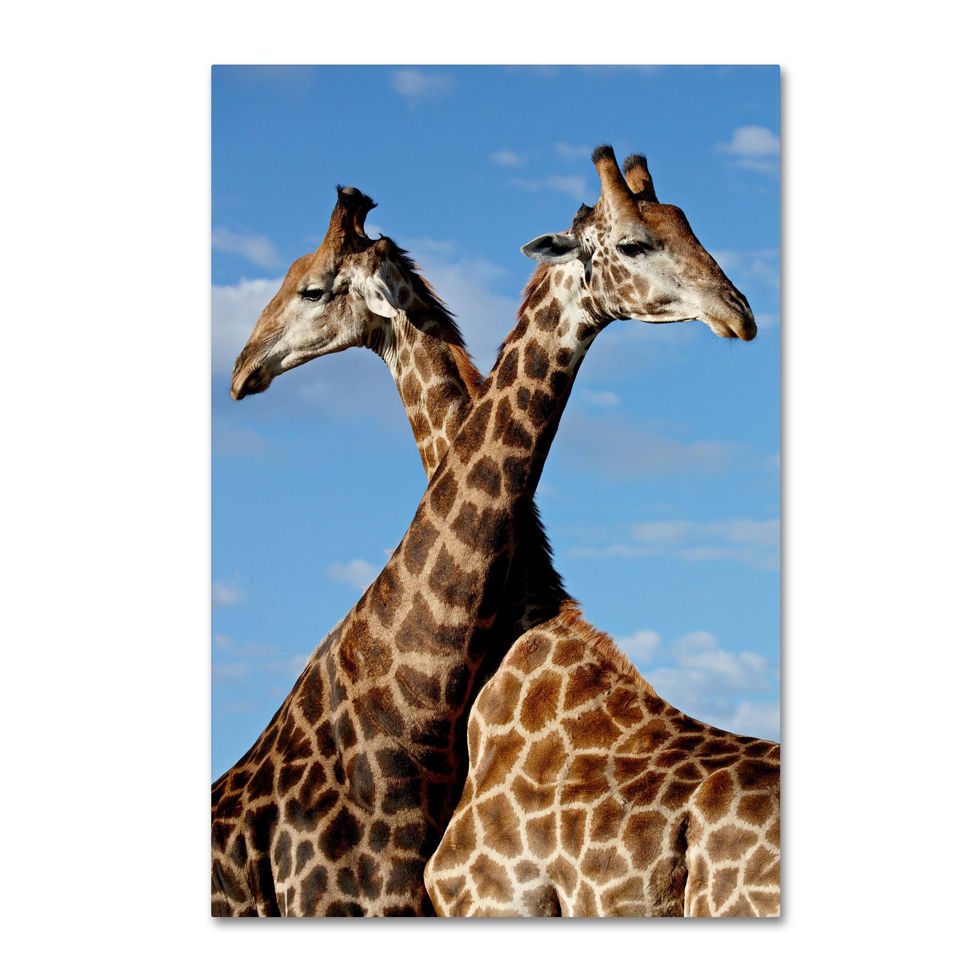 Canvas Art G988786