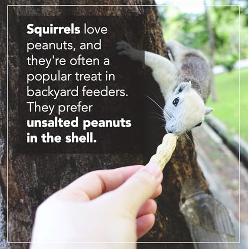 Raw Peanuts (12 LB Pail) O52726