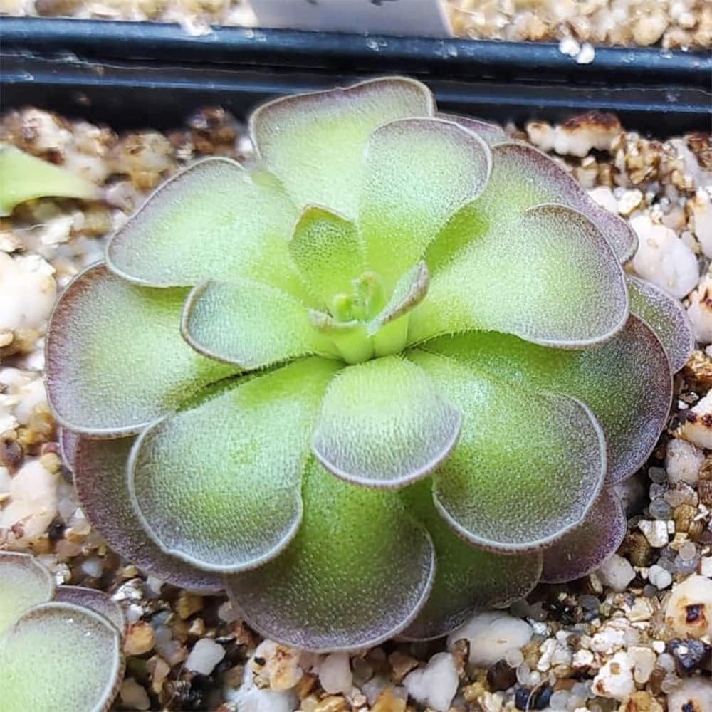 25 Rare Butterwort Plant Seeds Pinguicula Mexican Butterwort Carnivorous Plant Seeds A23320