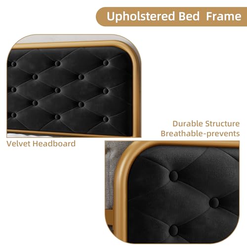 Queen Size Velvet Upholstered Bed Frame with Button Tufted Headboard, Gold-Black P3161