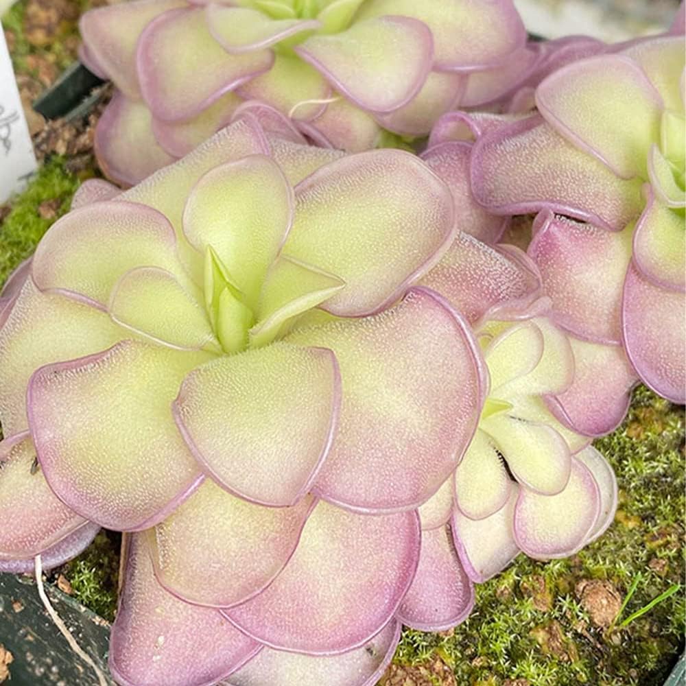25 Rare Butterwort Plant Seeds Pinguicula Mexican Butterwort Carnivorous Plant Seeds A23320