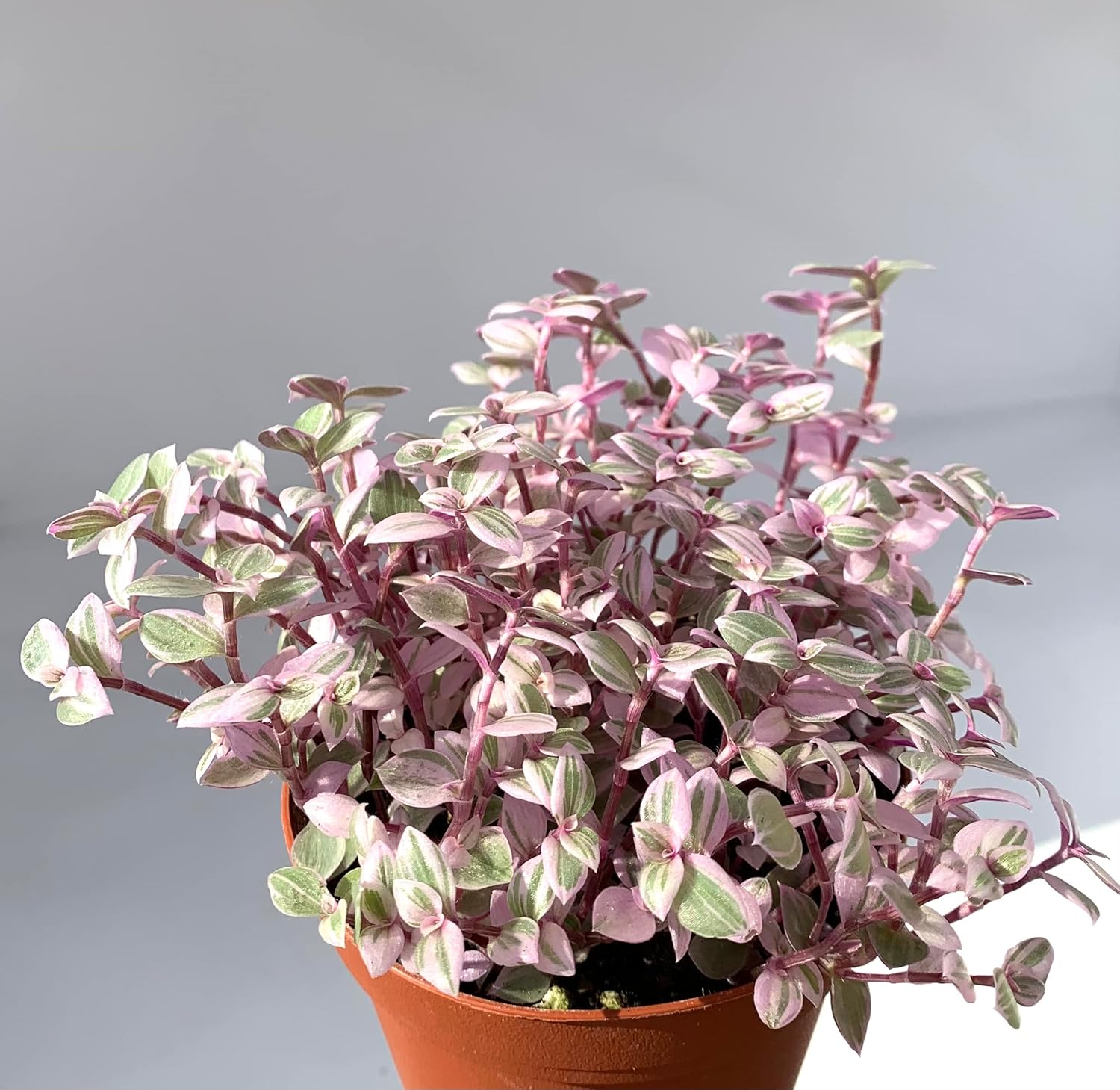 Pink Panther Houseplants Live Potted Q56048