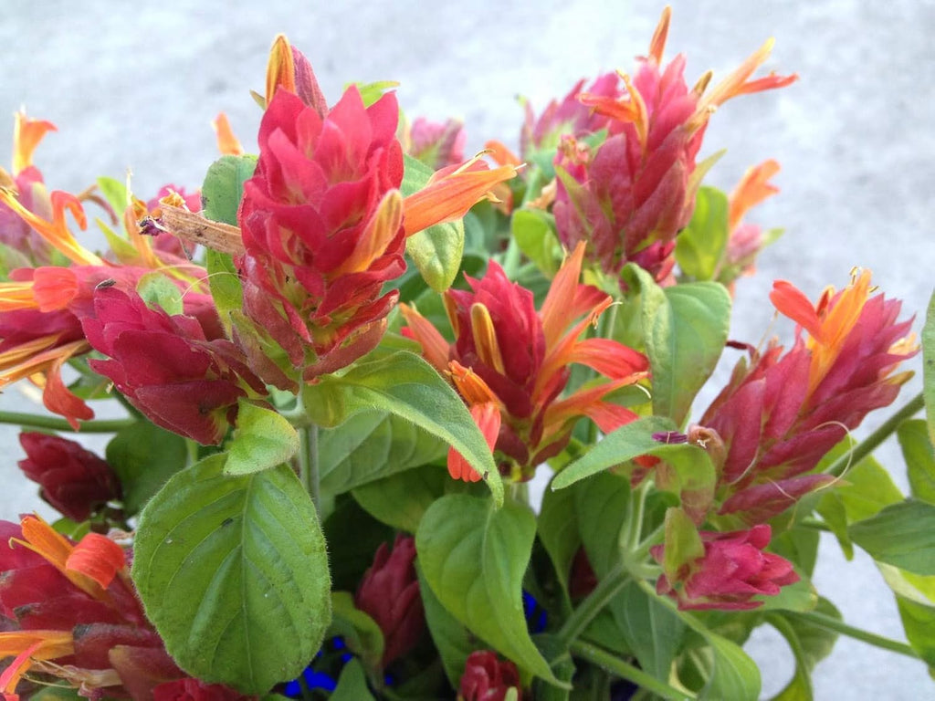 Live Plant in a 10 Inch Growers Pot C169019