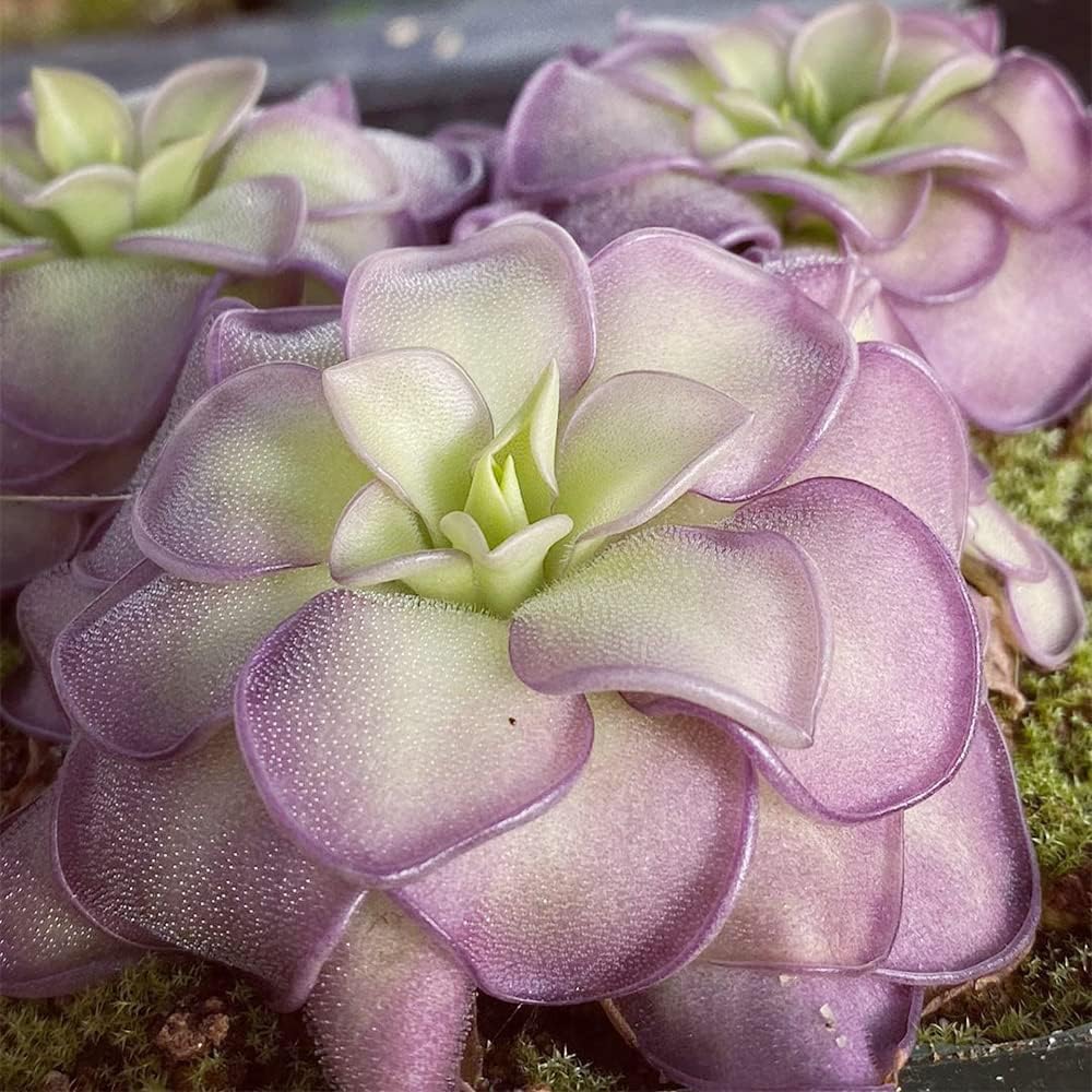 25 Rare Butterwort Plant Seeds Pinguicula Mexican Butterwort Carnivorous Plant Seeds A23320