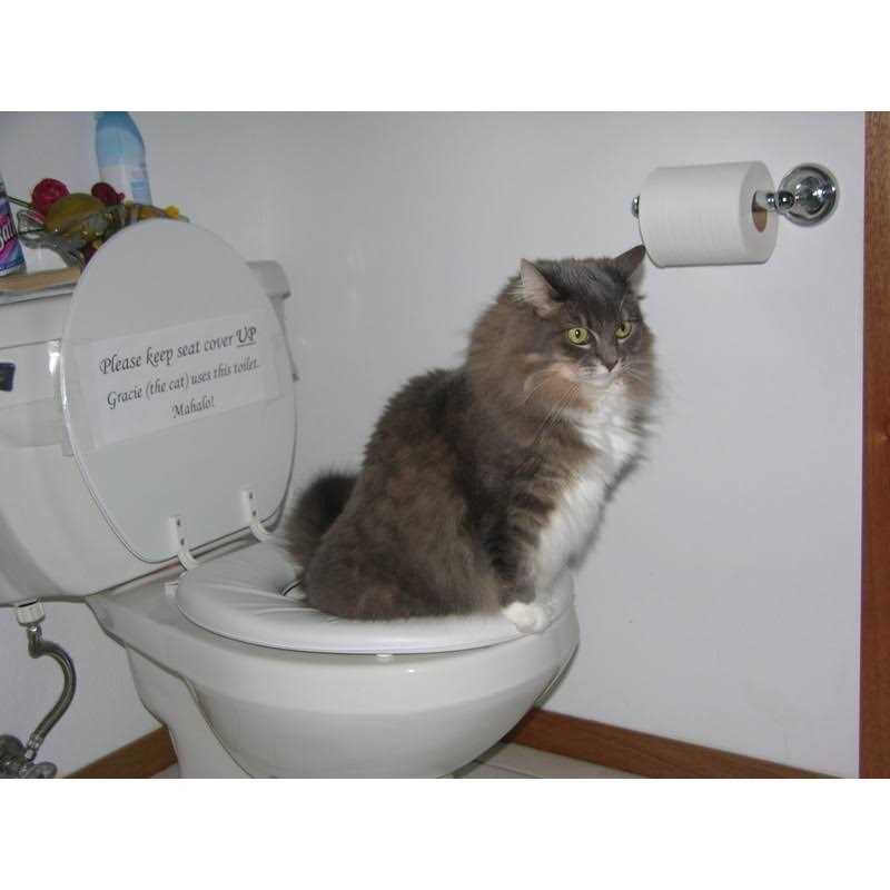 Cat Toilet Training Kit C547165
