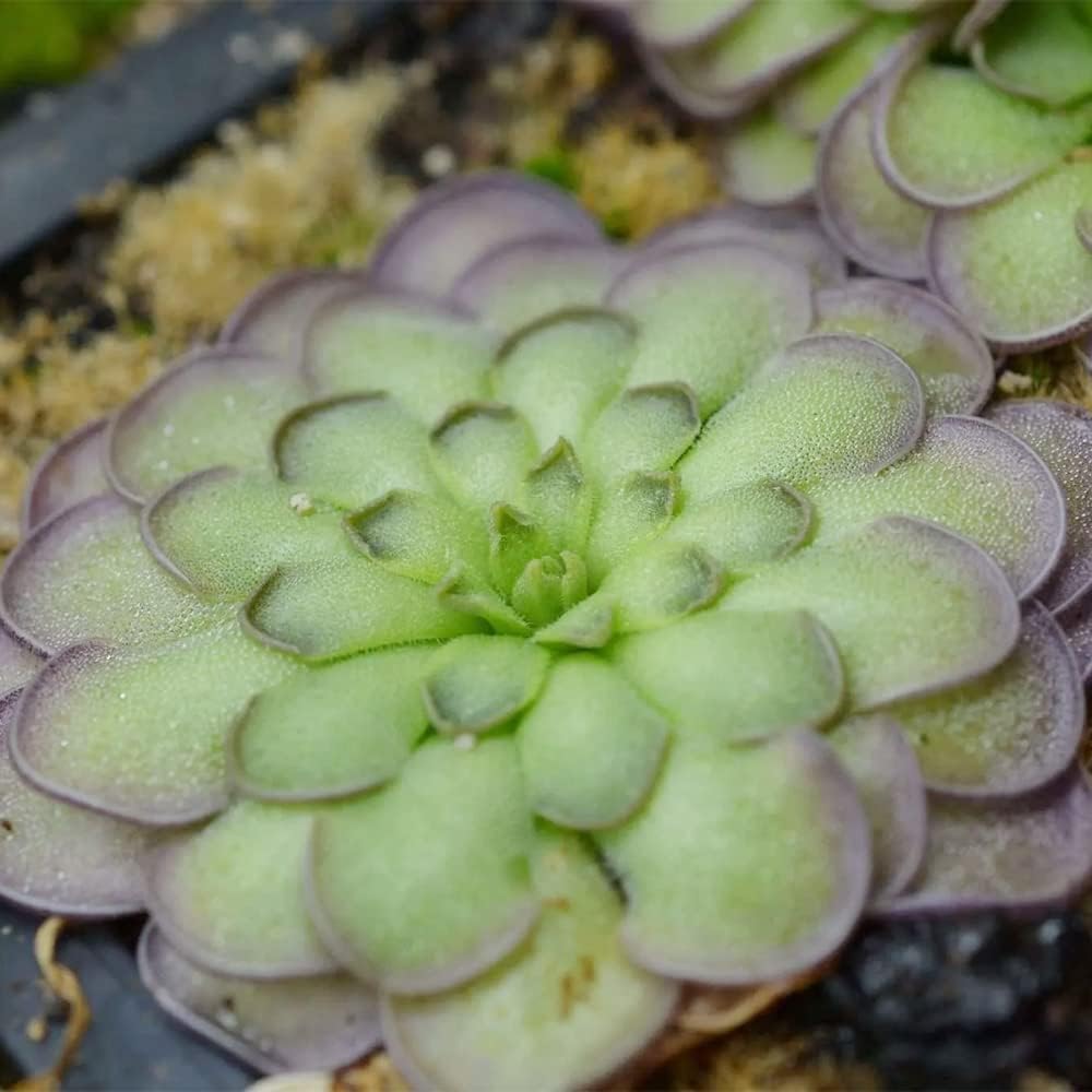 25 Rare Butterwort Plant Seeds Pinguicula Mexican Butterwort Carnivorous Plant Seeds A23320
