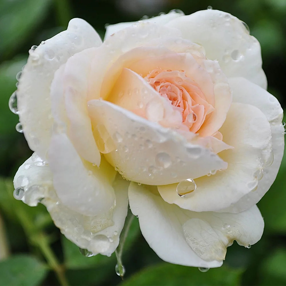 White Eden Climbing Rose Bush F176363