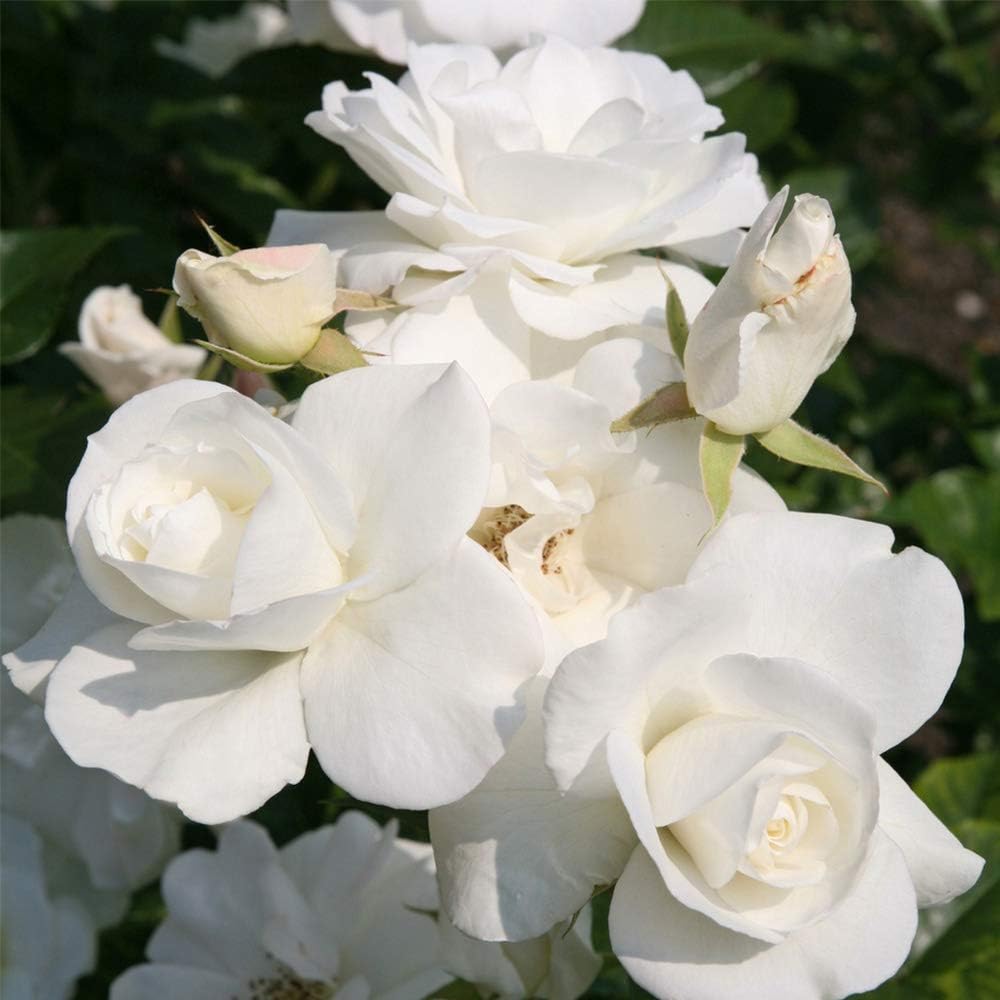 White Rose Bush P607