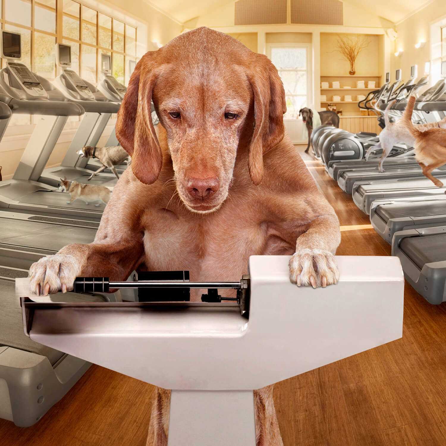 Gold Dog Food Weight Management R6455