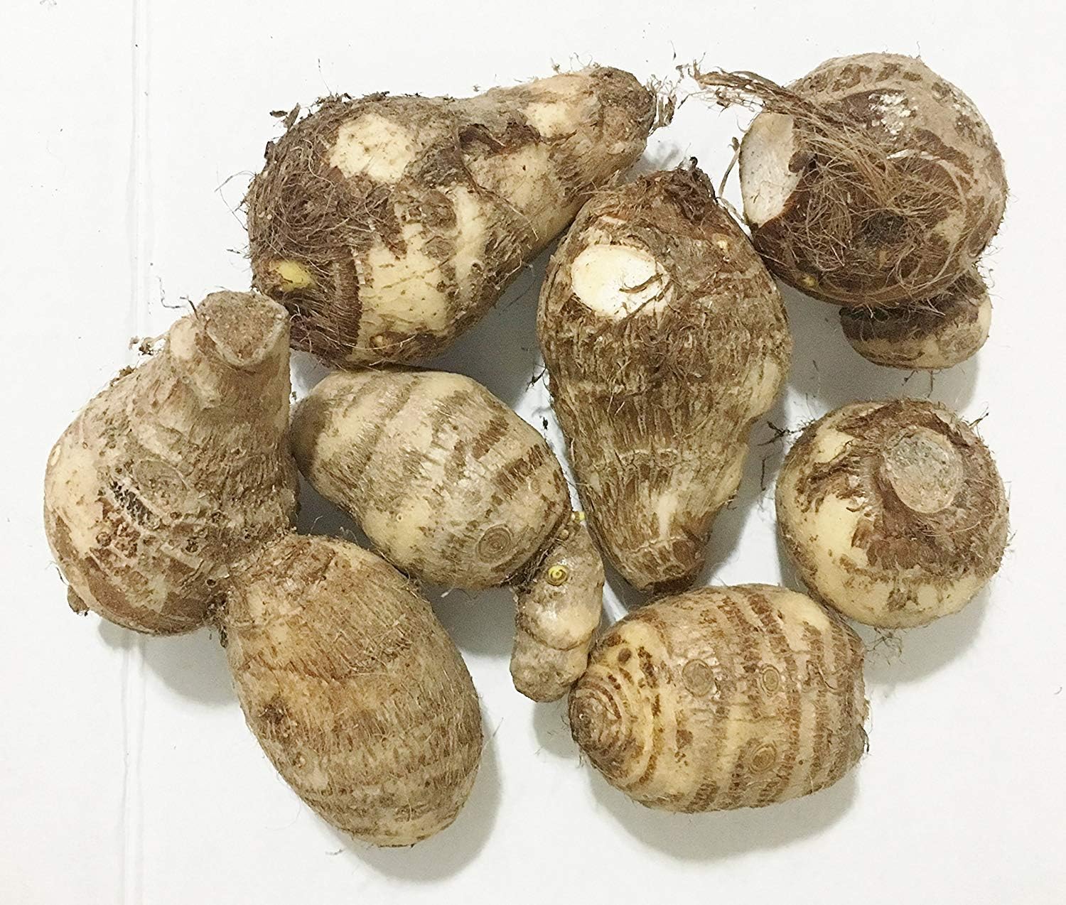 3 Bulb Colocasia Esculenta Elephant Ear Taro Bulbs B457823