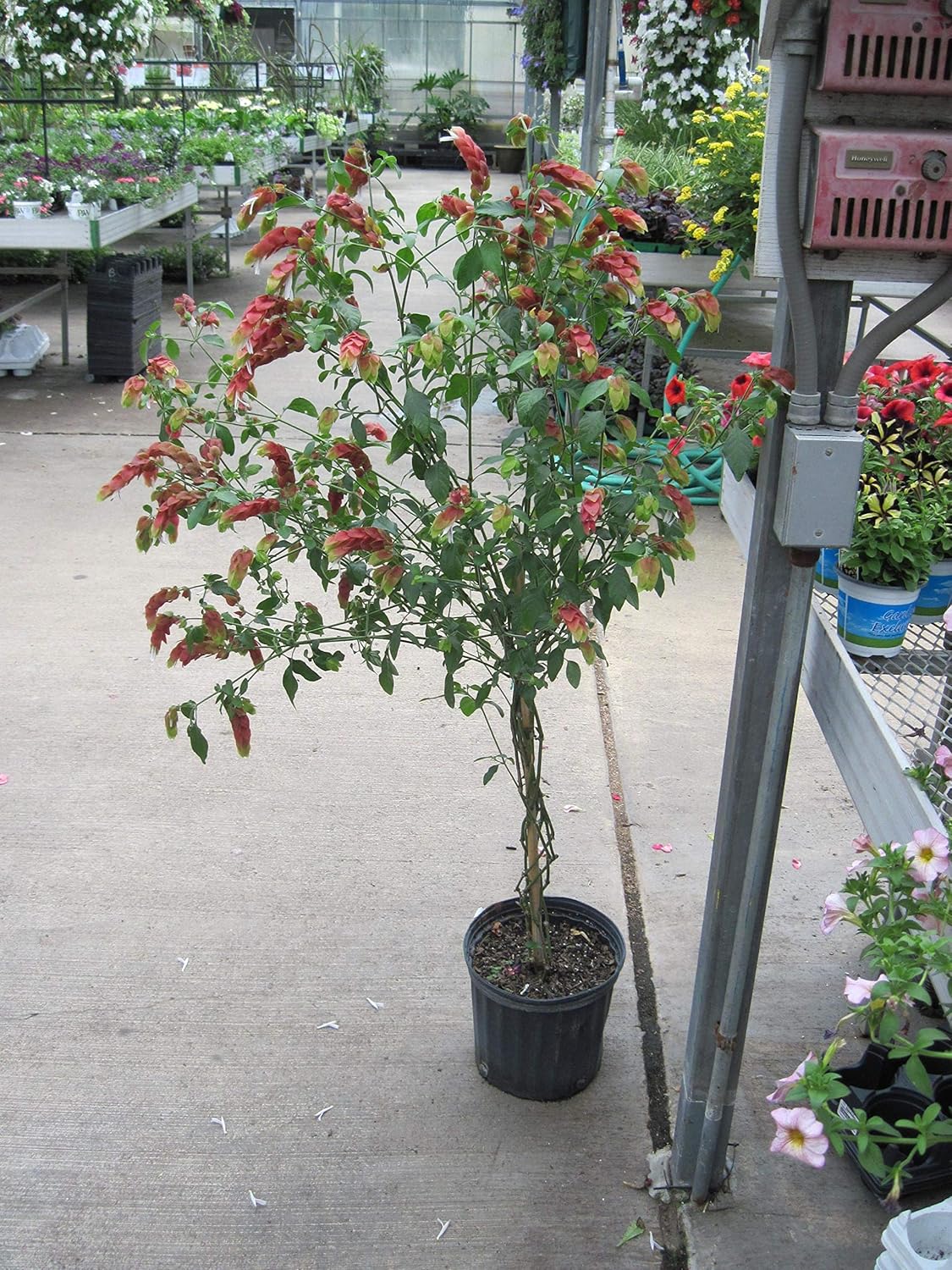 Live Plant in a 10 Inch Growers Pot C169019