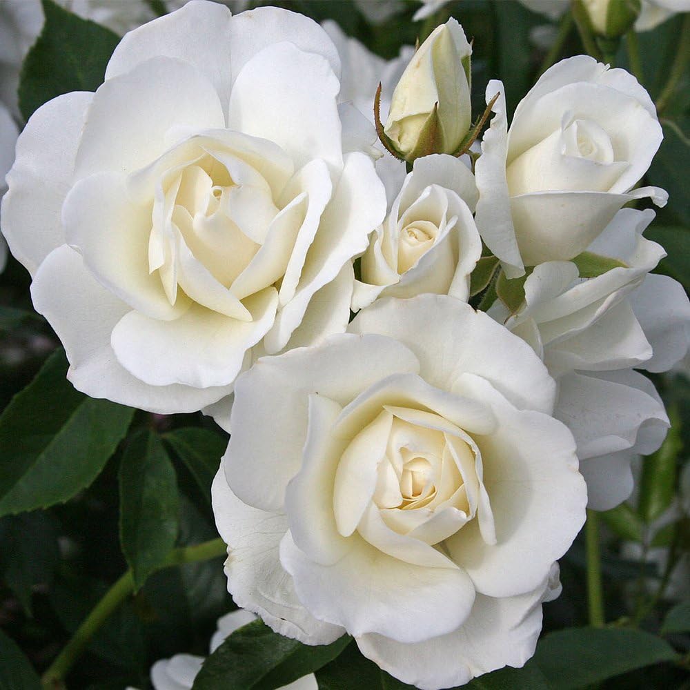 White Rose Bush P607