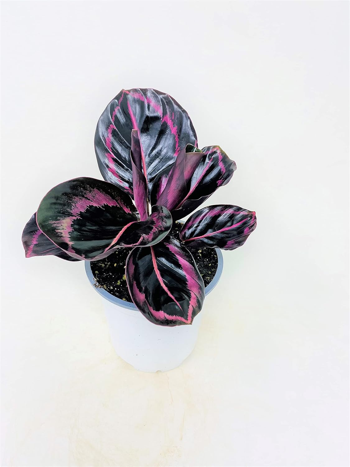 Calathea Dottie - 4 Pot D976436