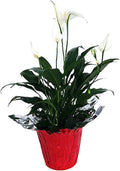 4" Pot Peace Lily Plant T1612