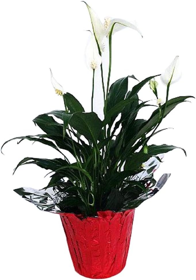 4" Pot Peace Lily Plant T1612