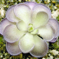 25 Rare Butterwort Plant Seeds Pinguicula Mexican Butterwort Carnivorous Plant Seeds A23320