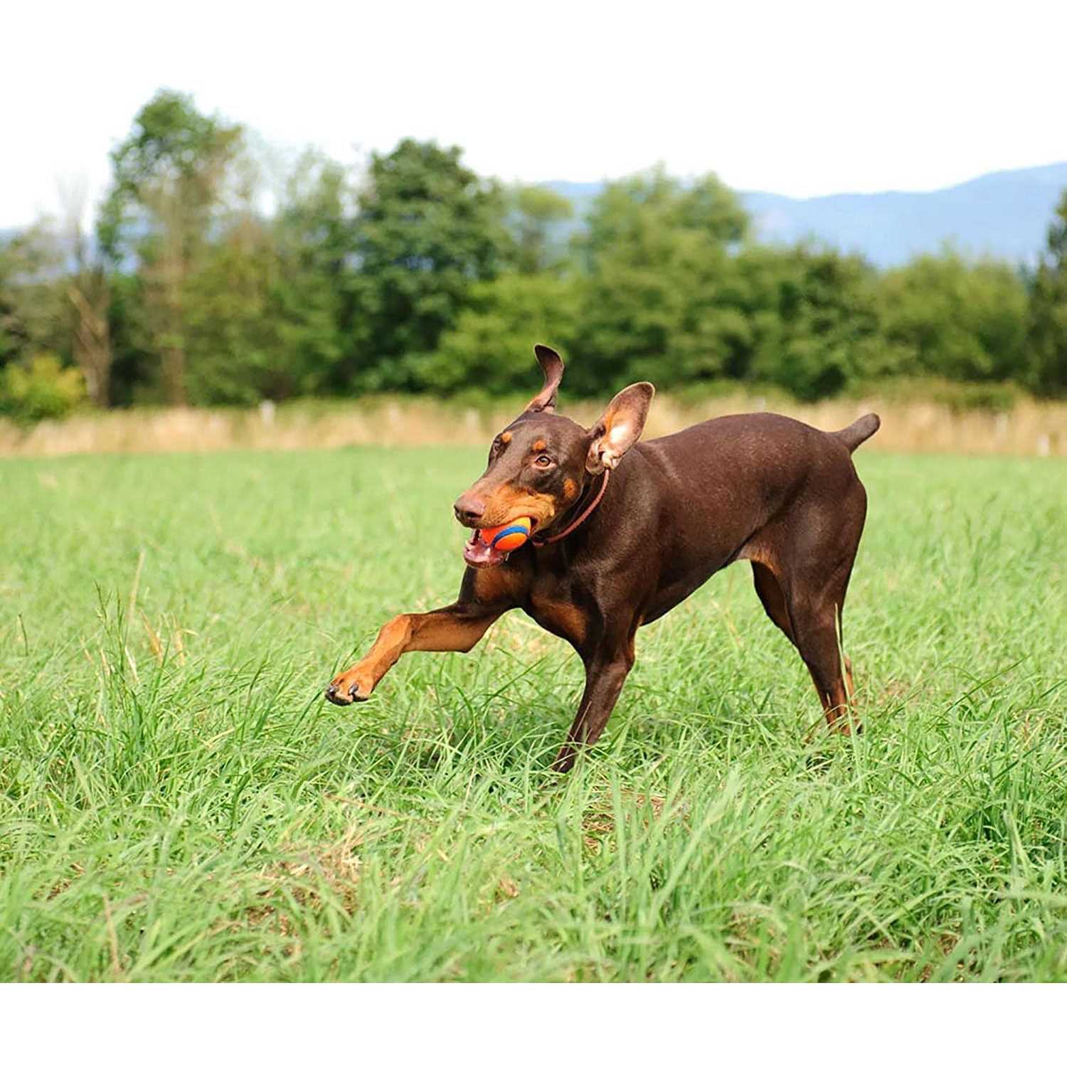 Canister Ultra Ball Dog Toy N986249