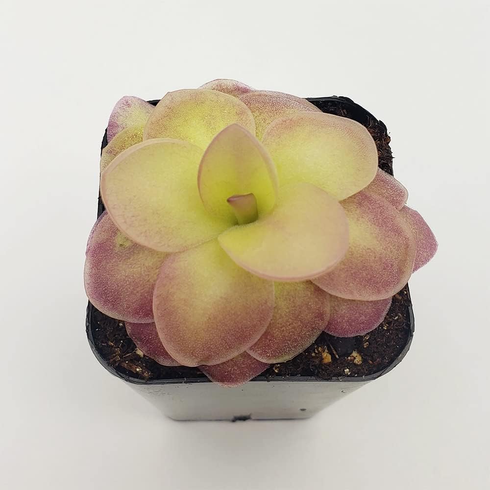 25 Rare Butterwort Plant Seeds Pinguicula Mexican Butterwort Carnivorous Plant Seeds A23320