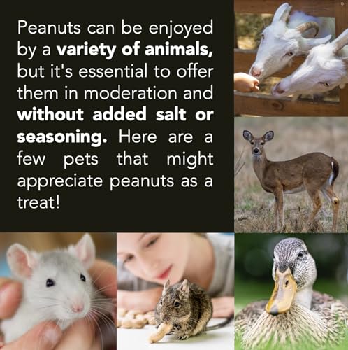 Raw Peanuts (12 LB Pail) O52726