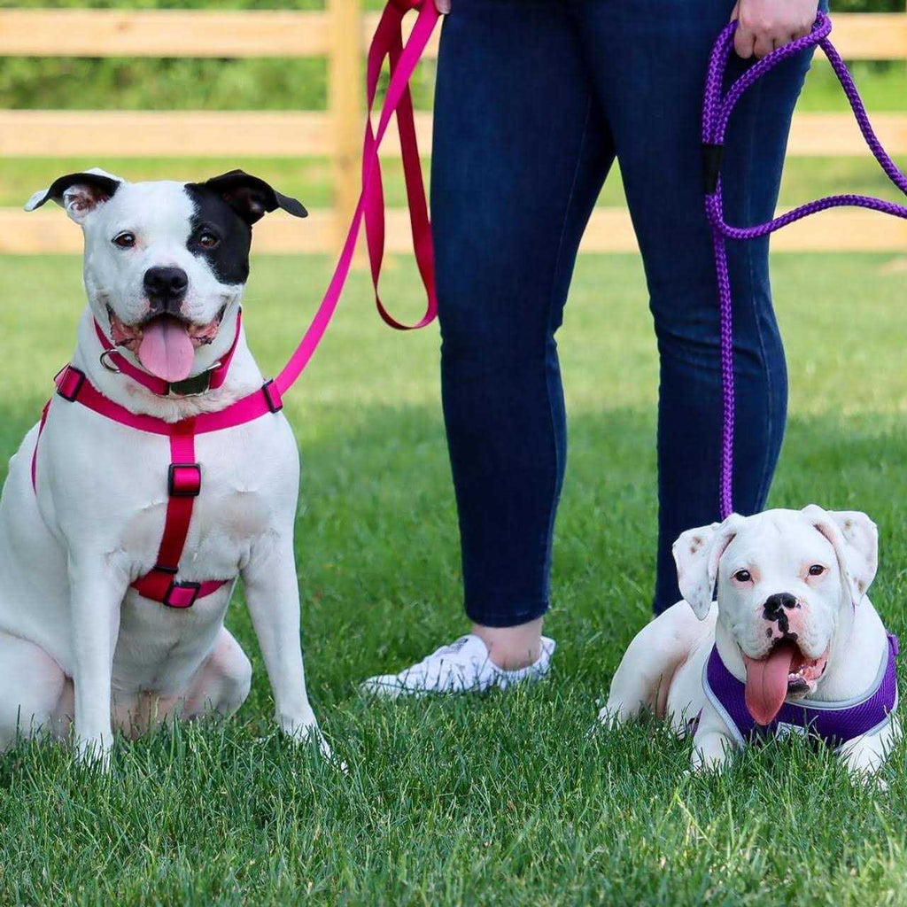 Adjustable Nylon Dog Harness Q140