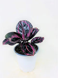 Calathea Dottie - 4 Pot D976436