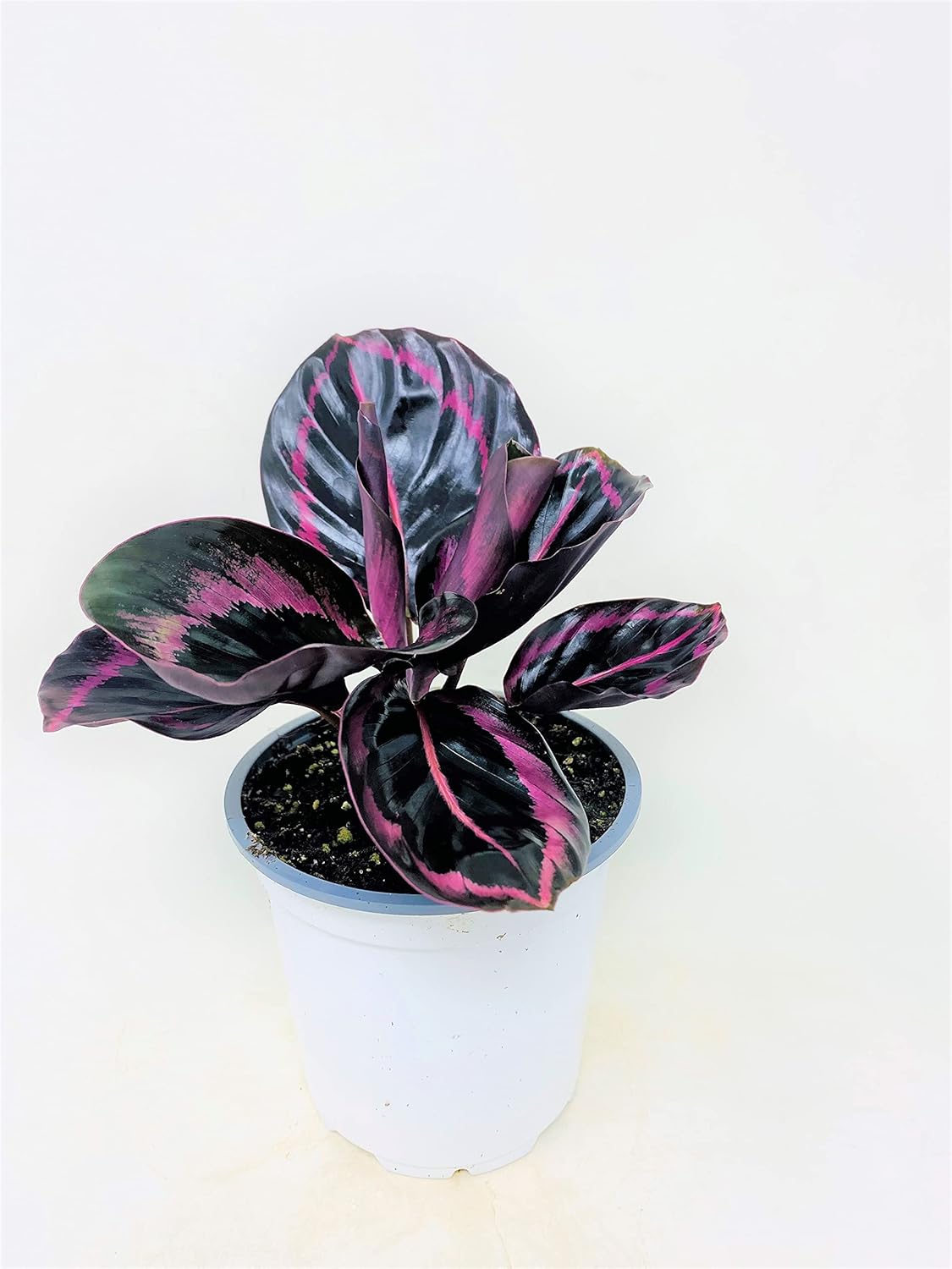 Calathea Dottie - 4 Pot D976436