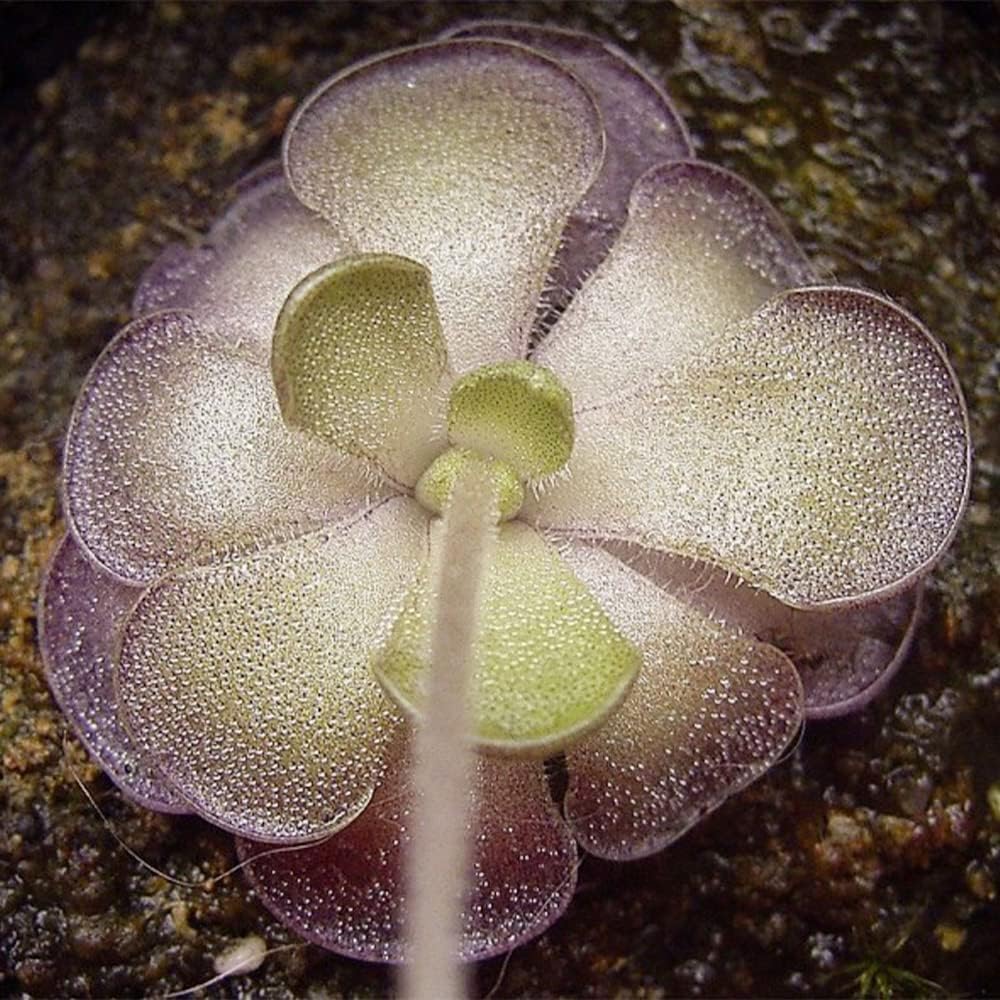 25 Rare Butterwort Plant Seeds Pinguicula Mexican Butterwort Carnivorous Plant Seeds A23320