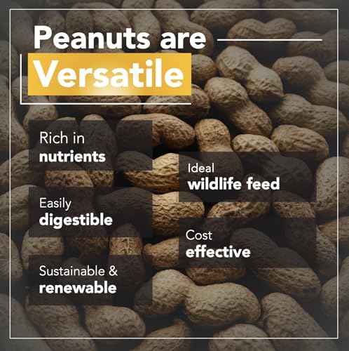 Raw Peanuts (12 LB Pail) O52726