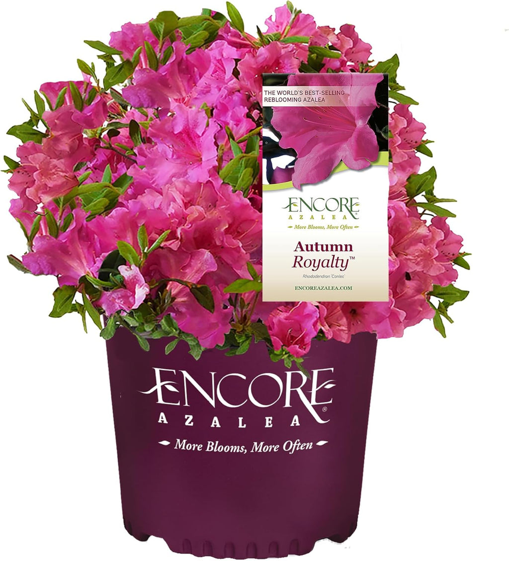 Purple Blooms Azalea 2 Gal H6823