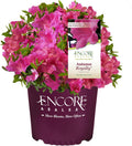 Purple Blooms Azalea 2 Gal H6823