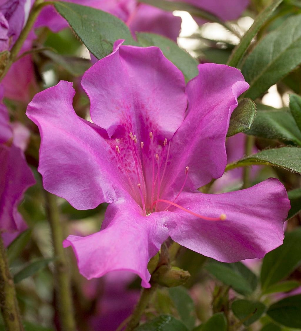 Purple Blooms Azalea 2 Gal H6823