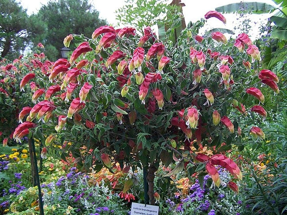 Live Plant in a 10 Inch Growers Pot C169019