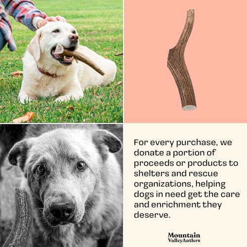 100% Natural Elk Antlers for Dogs - Whole Small (3 Pack) U900232