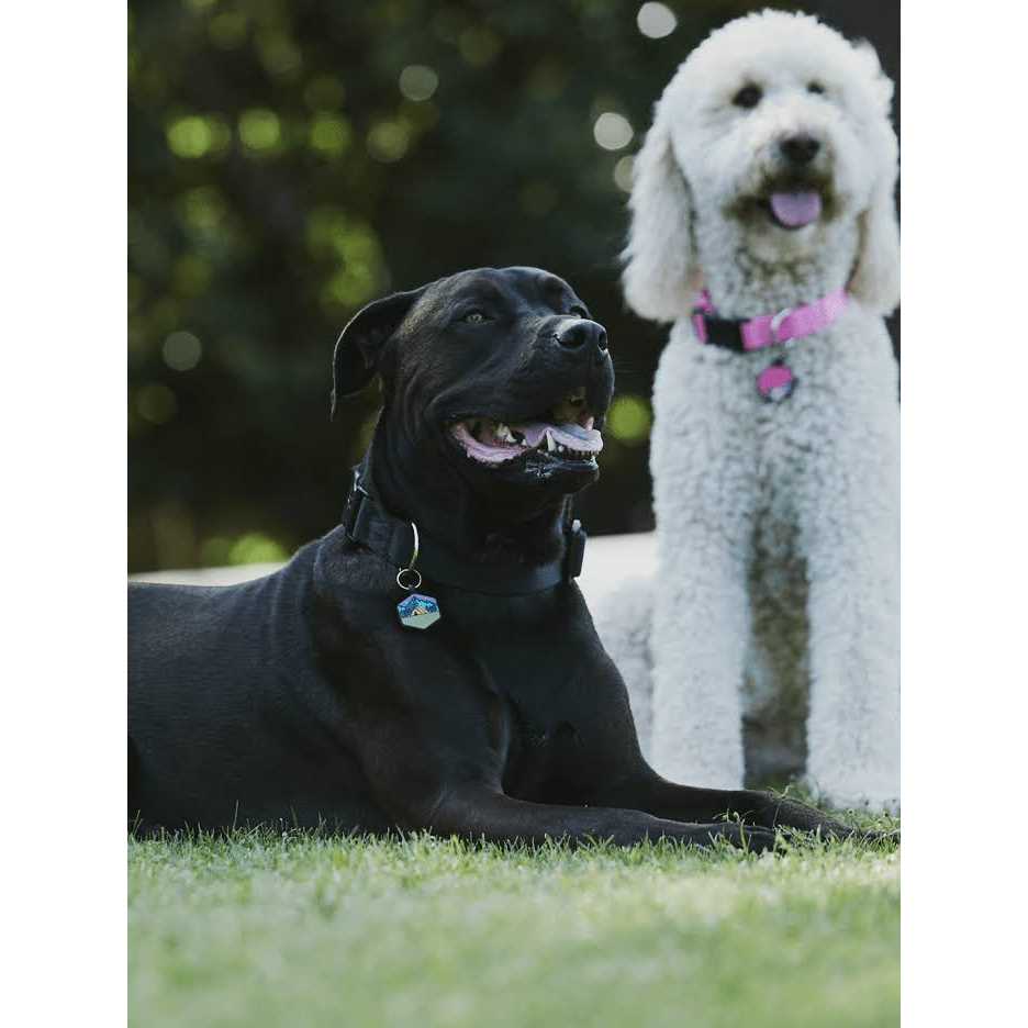Silicone Dog ID Tag E672