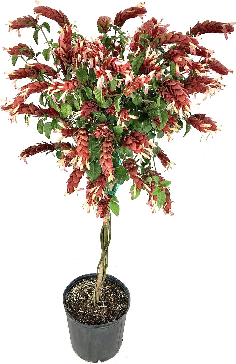 Live Plant in a 10 Inch Growers Pot C169019