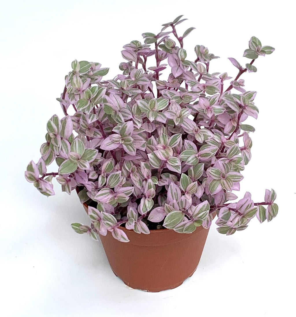 Pink Panther Houseplants Live Potted Q56048