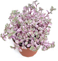 Pink Panther Houseplants Live Potted Q56048