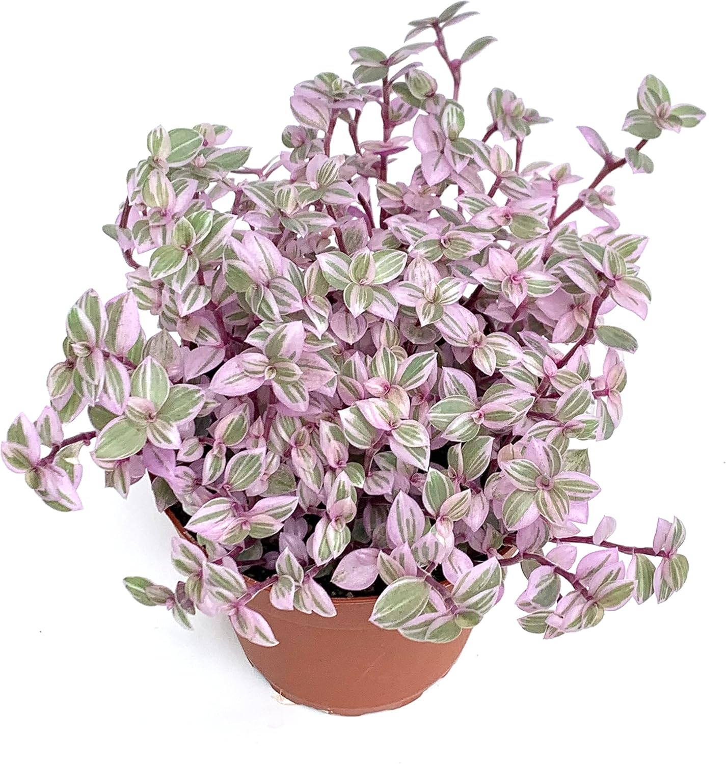 Pink Panther Houseplants Live Potted Q56048
