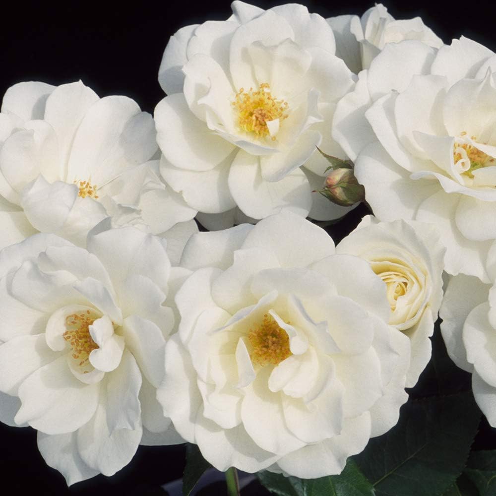White Rose Bush P607