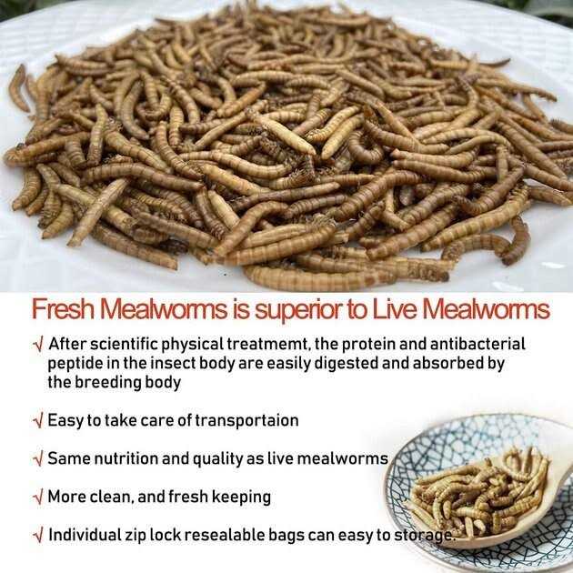 Fresh Mealworms Treats R55247